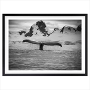 Buy Wall Art's Artic Whale Large 105cm x 81cm Framed A1 Art Print