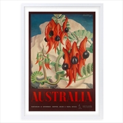 Buy Wall Art's Australia Sturts Desert Pea Large 105cm x 81cm Framed A1 Art Print