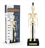 Buy Funtime - Anatomical Skeleton