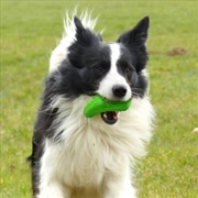 Buy Major Dog Zucchini Treat Toy