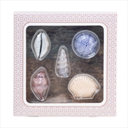 Buy Diffuser Topper - Seashells (Set Of 5)