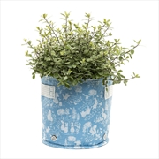 Buy Eco Pot Fabric - Beatrix Potter Small Blue