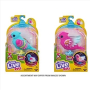 Buy Little Live Pets Series 13 Bird Single Pack assorted (Sent At Random)