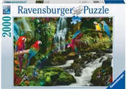 Buy Parrots Paradise Puzzle 2000 Piece