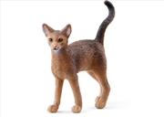 Buy Abyssinian Cat