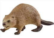 Buy Beaver