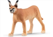 Buy Caracal Female