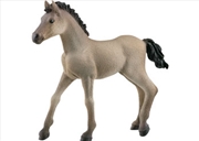 Buy Criollo Definitivo Foal