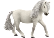 Buy Iceland Pony Mare