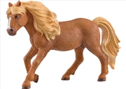 Buy Iceland Pony Stallion