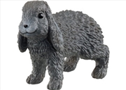 Buy Lop-Eared Rabbit