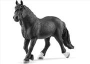 Buy Noriker Stallion