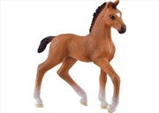 Buy Oldenburger Foal