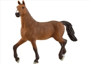 Buy Oldenburger Mare