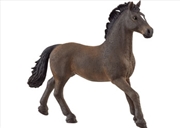 Buy Oldenburger Stallion