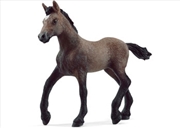 Buy Peruvian Paso Foal