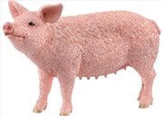 Buy Pig