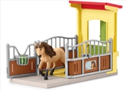 Buy Pony Box with Iceland Pony Stallion