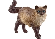 Buy Ragdoll Cat