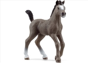 Buy Selle Francais Foal