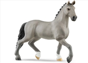 Buy Selle Francais Stallion