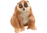 Buy Slow Loris
