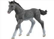 Buy Trakehner Foal