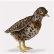 Buy Plains Wanderer 19cm H
