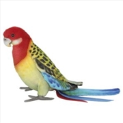 Buy Eastern Rosella 29cm L