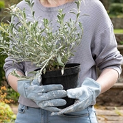 Buy Adult Gardening Gloves