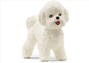 Buy Bichon Frise