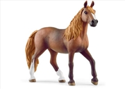 Buy Peruvian Paso Mare