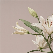Buy Turn The Light On: Acoustic Re