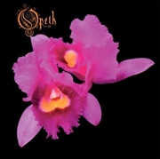 Buy Orchid
