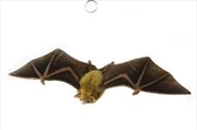 Buy Orange Nectar Bat 42cm