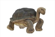 Buy Galapagos Turtle 30cm