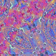 Buy Placenta (2x140g black vinyl)