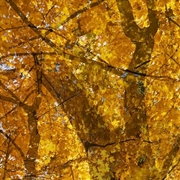 Buy Weathering Some Piano