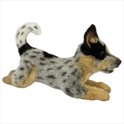 Buy Blue Heeler Puppy Laying 43cm