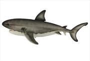 Buy Great White Shark 50cm L