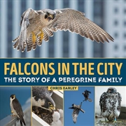 Buy Falcons in the City: The Story of a Peregine Family