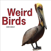 Buy Weird Birds