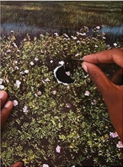 Buy RE/SISTERS - A Lens on Gender and Ecology