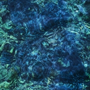 Buy Luminescent Creatures