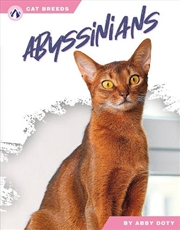 Buy Cat Breeds: Abyssinians
