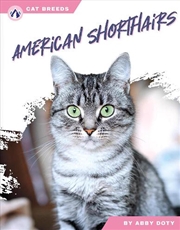 Buy Cat Breeds: American Shorthairs