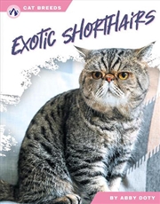 Buy Cat Breeds: Exotic Shorthairs