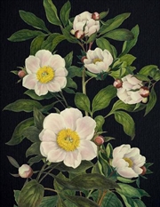 Buy Journal (Blooming Flowers)