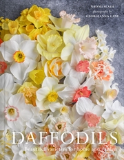 Buy DAFFODILS