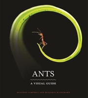 Buy Ants